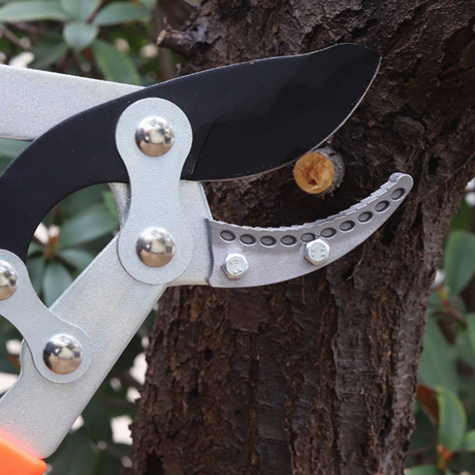 Teleskopische Astschere mit Sc – Garden Tools Bewertung und Preis